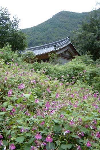 사찰 주변을 온통 포위한 이름모를 들꽃 